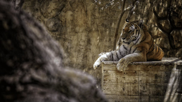 Emirates Park Zoo Entry Ticket